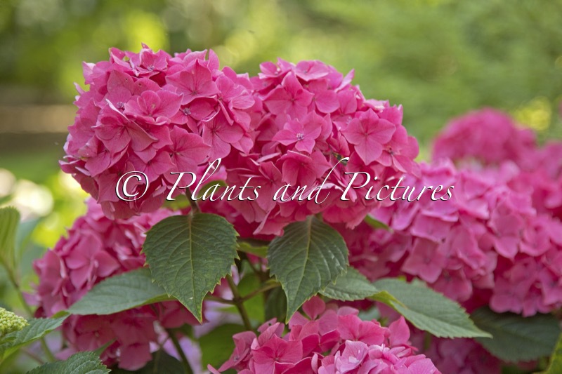Hydrangea macrophylla ‘SMNHMTB’ (LET’S DANCE LOVABLE)