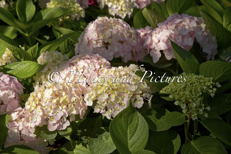 Hydrangea macrophylla (WEE BIT INNOCENCE)