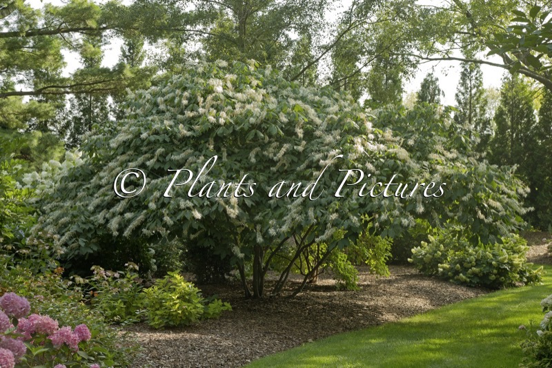 Aesculus parviflora var. serotina