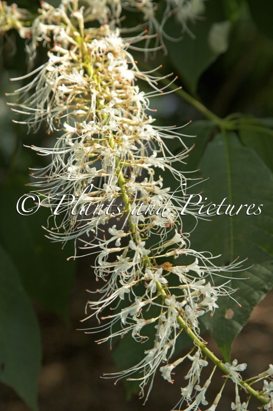 Aesculus parviflora var. serotina