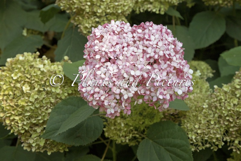 Hydrangea arborescens ‘NCHA2’ (INVINCIBELLE SPIRIT II; PINK ANNABELLE)