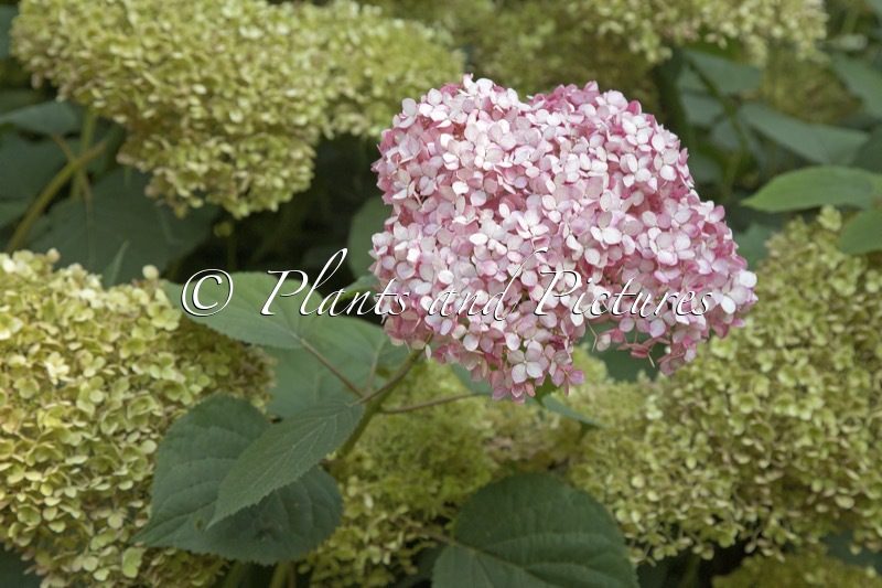 Hydrangea arborescens ‘NCHA2’ (INVINCIBELLE SPIRIT II; PINK ANNABELLE)