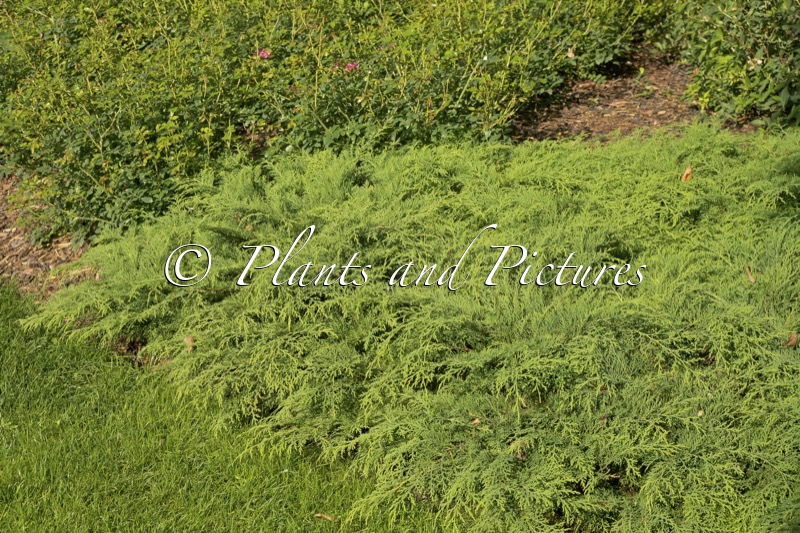 Microbiota decussata ‘Prides’ (CELTIC PRIDE)