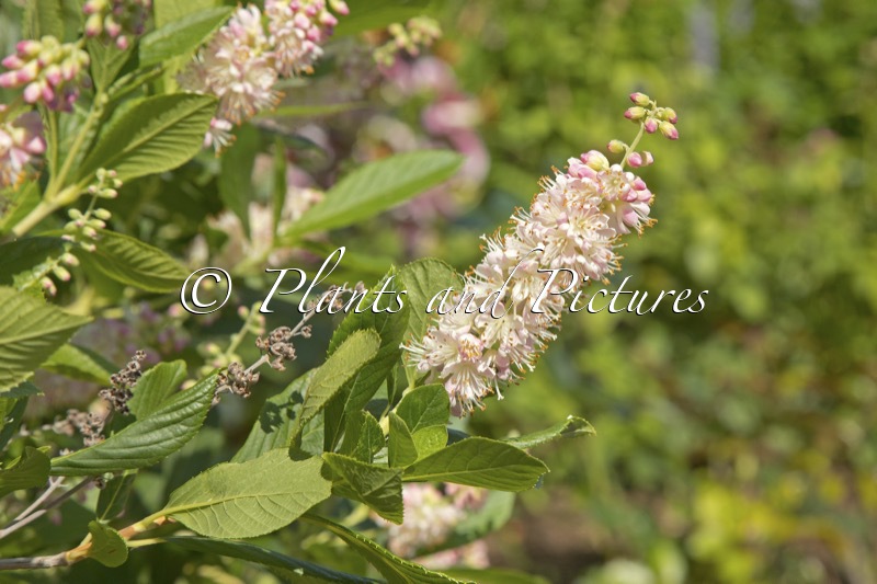 Clethra alnifolia ‘Pink Spire’