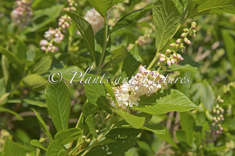 Clethra alnifolia ‘Pink Spire’
