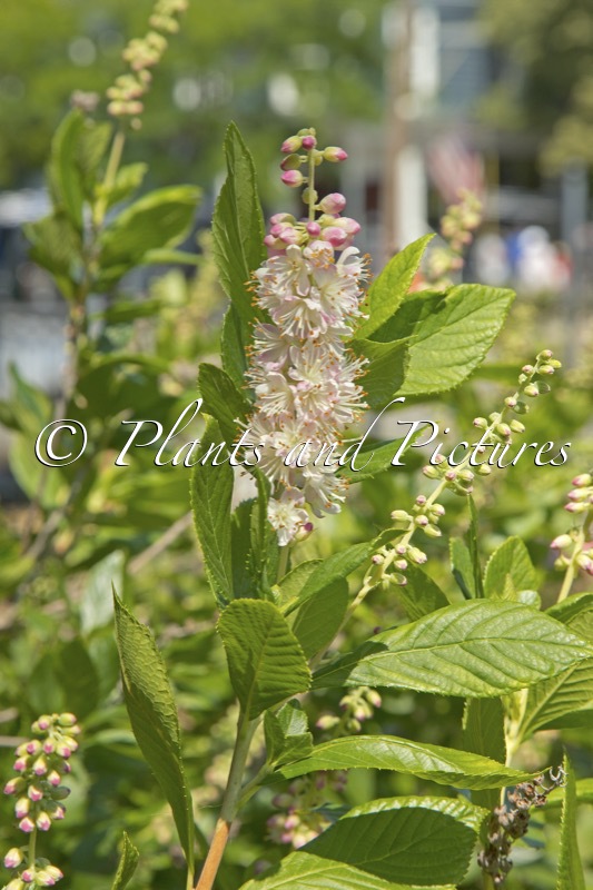 Clethra alnifolia ‘Pink Spire’