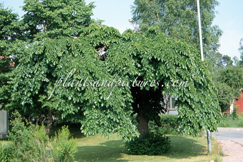 Ulmus ‘Camperdownii’