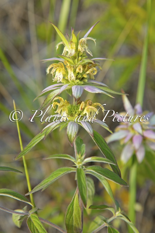 Monarda punctata