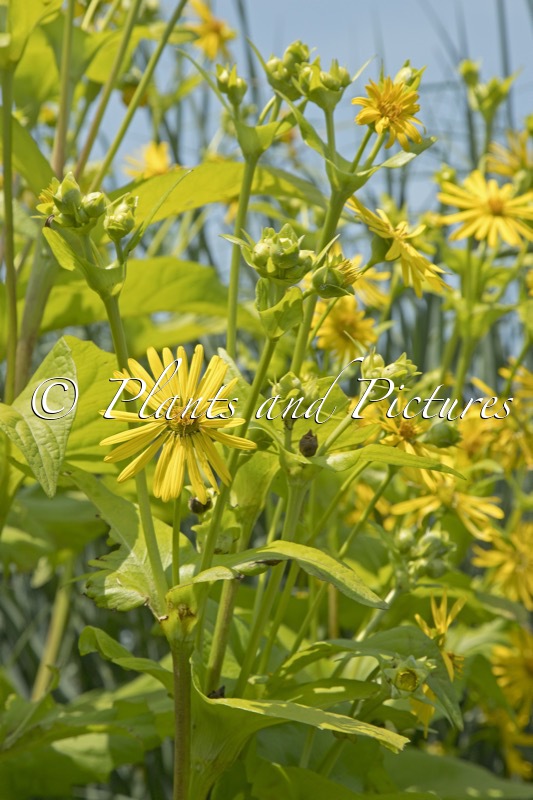Silphium perfoliatum ‘The Holy Grail’