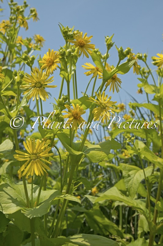 Silphium perfoliatum ‘The Holy Grail’