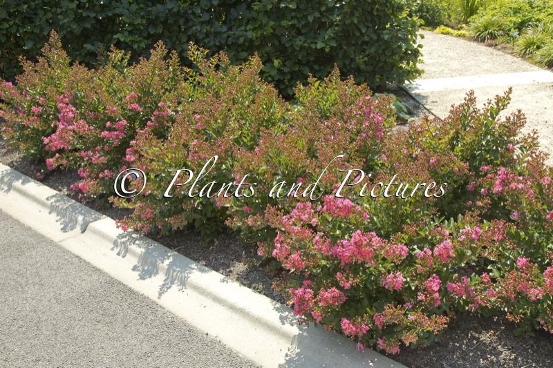Lagerstroemia ‘Cool Beans’ (BARISTA)
