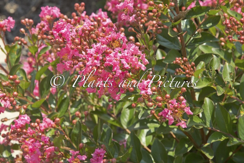 Lagerstroemia ‘Cool Beans’ (BARISTA)