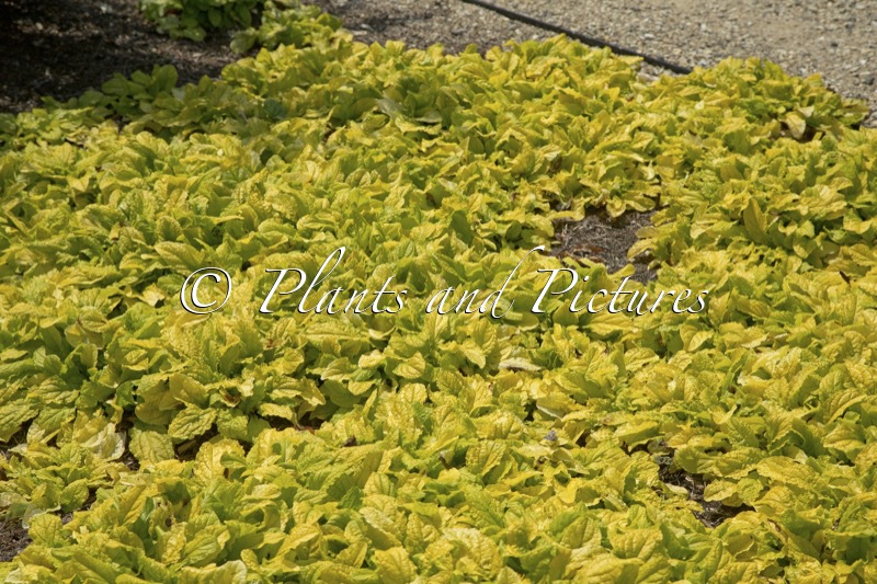 Ajuga reptans ‘Trotou’ (FEATHERED FRIENDS TROPICAL TOUCAN)