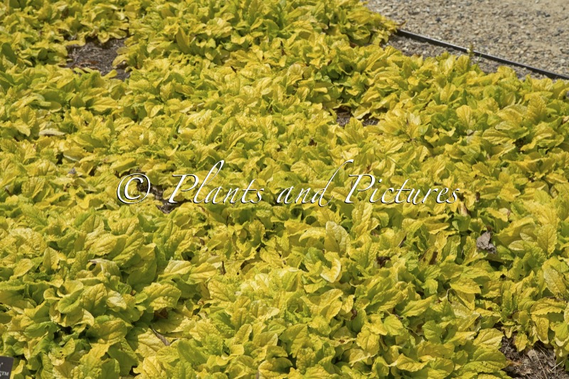 Ajuga reptans ‘Trotou’ (FEATHERED FRIENDS TROPICAL TOUCAN)