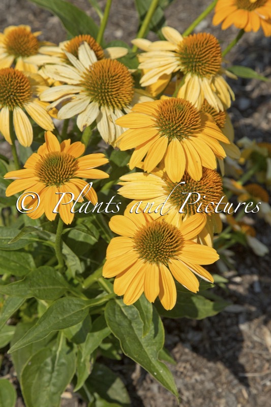 Echinacea ‘Balsomold’ (SOMBRERO GRANADA GOLD)