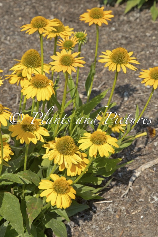 Echinacea ‘TNECHKY’ (KISMET YELLOW DWARF)