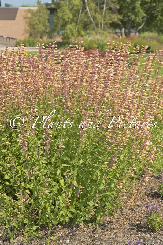 Agastache ‘Queen Nectarine’ (MEANT TO BEE)