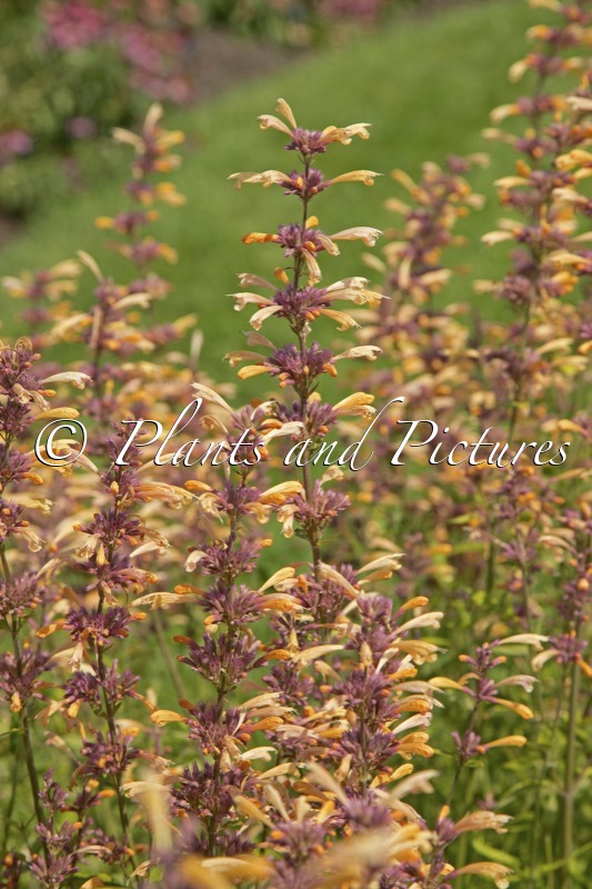 Agastache ‘Queen Nectarine’ (MEANT TO BEE)