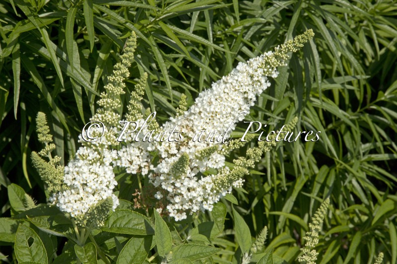 Buddleja davidii ‘Balchryite’ (CHRYSALIS WHITE)