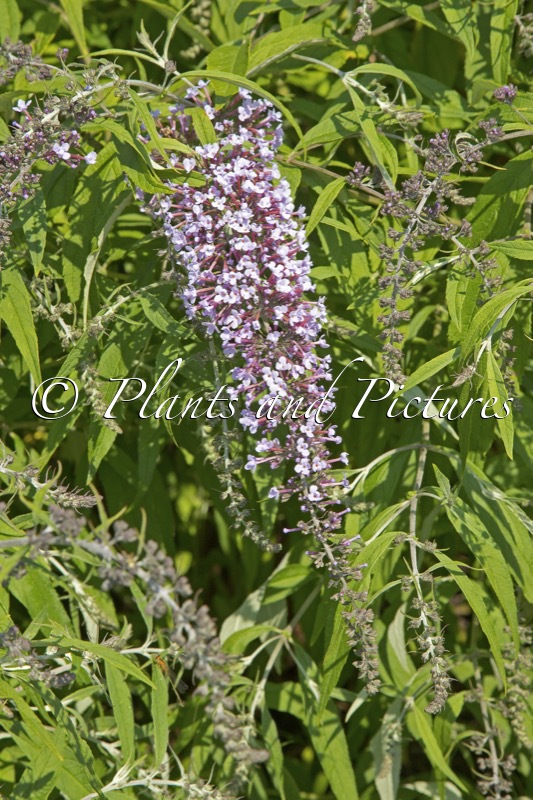 Buddleja davidii ‘Wisteria Lane’