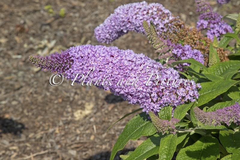 Buddleja davidii ‘SMNBDL’ (PUGSTER AMETHYST; ROCKETSTAR AMETHYST)