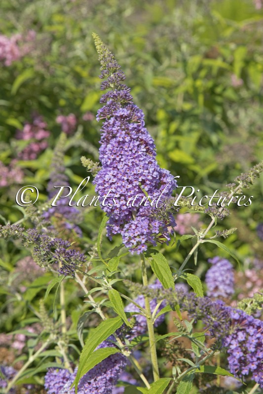 Buddleja davidii ‘Tobudskybl’ (BUZZ SKY BLUE)
