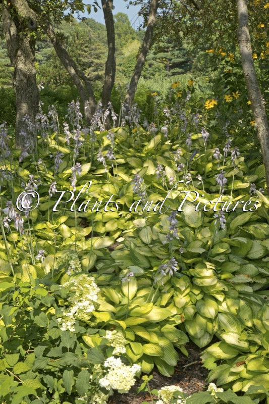 Hosta ‘Gold Standard’