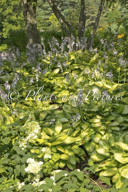 Hosta ‘Gold Standard’