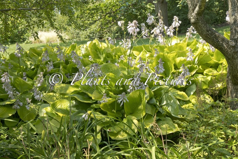 Hosta ‘Sum and Substance’