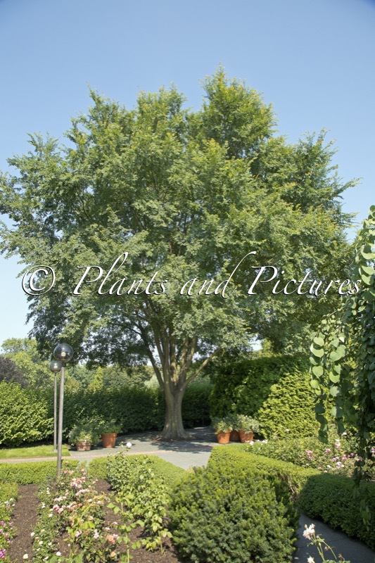 Ulmus ‘Frontier’