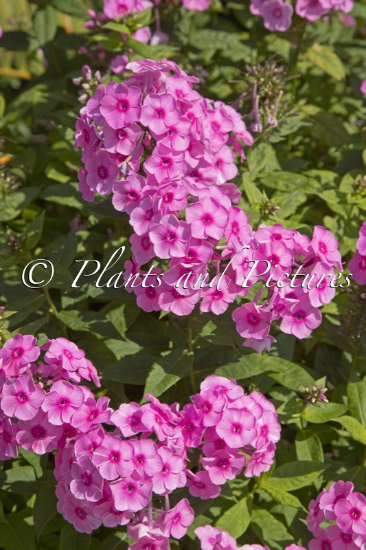 Phlox ‘Fondant Fancy’