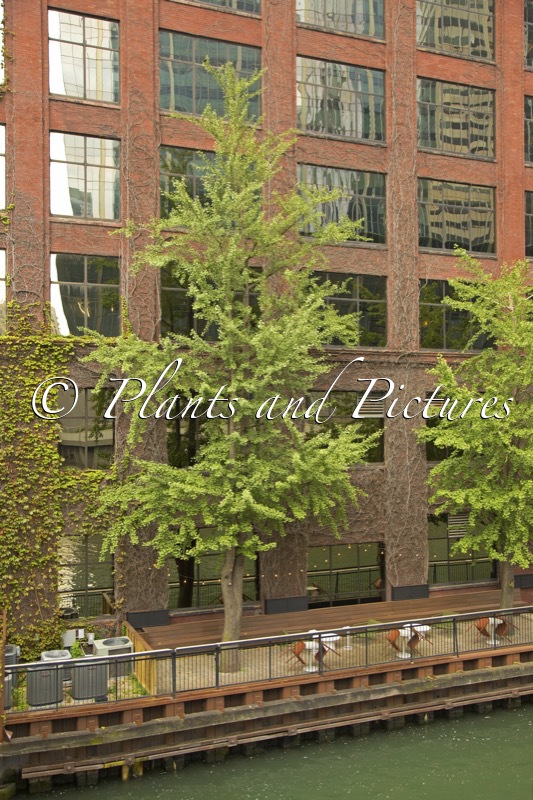 Ginkgo biloba