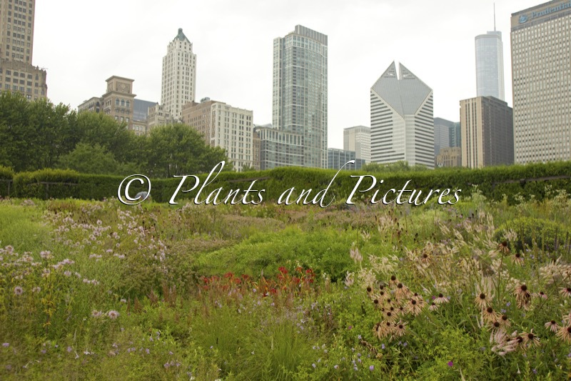 Lurie Garden