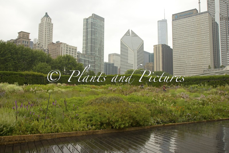Lurie Garden