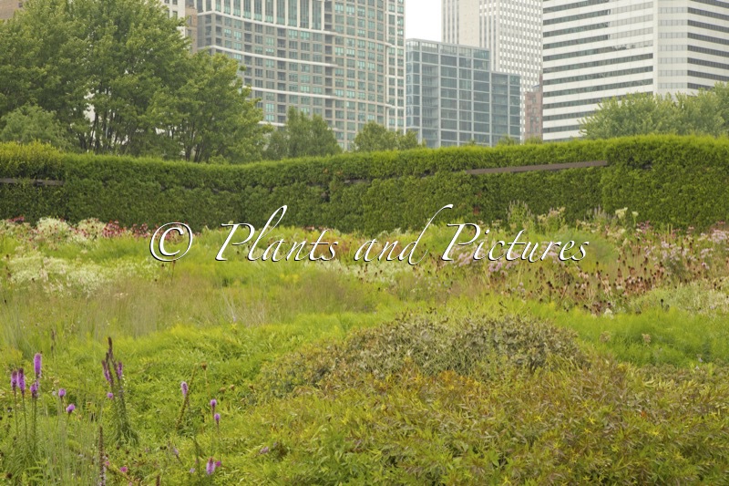 Lurie Garden