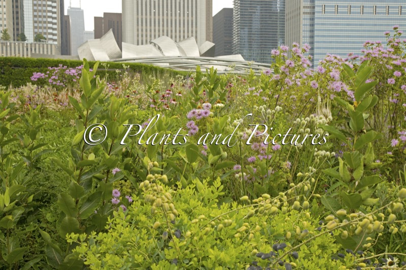 Lurie Garden