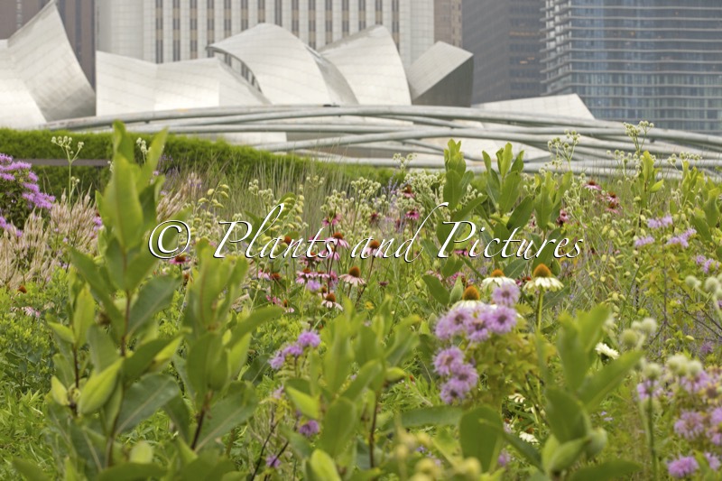 Lurie Garden