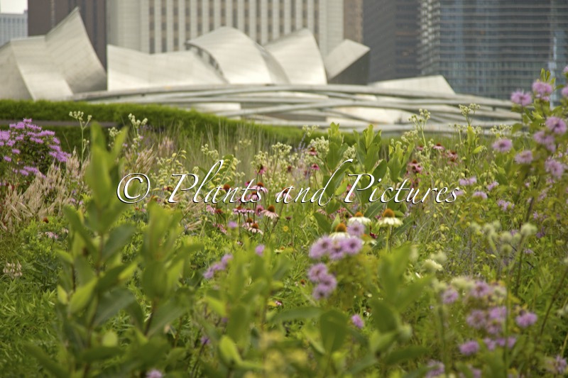 Lurie Garden