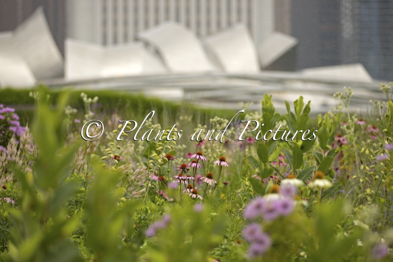 Lurie Garden (+Echinacea purpurea)