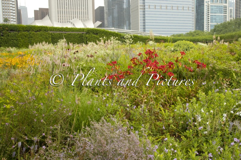 Lurie Garden