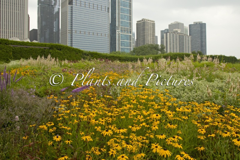 Lurie Garden (+Rudbeckia fulgida ‘City Garden’)