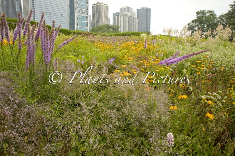 Lurie Garden