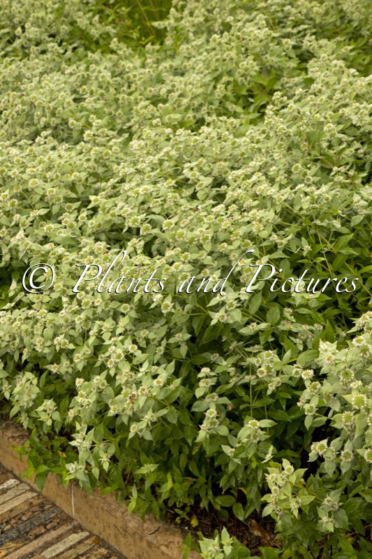 Pycnanthemum muticum