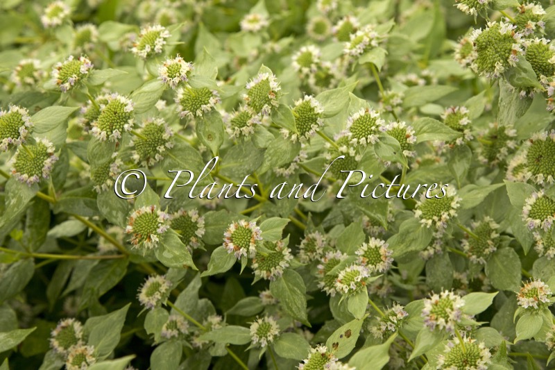 Pycnanthemum muticum