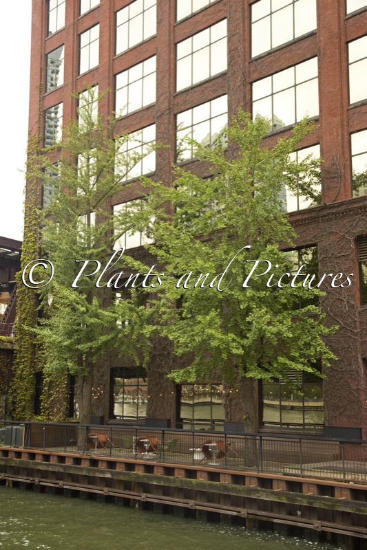 Ginkgo biloba