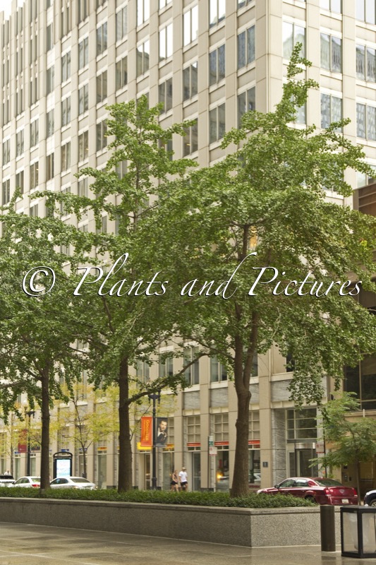 Ginkgo biloba