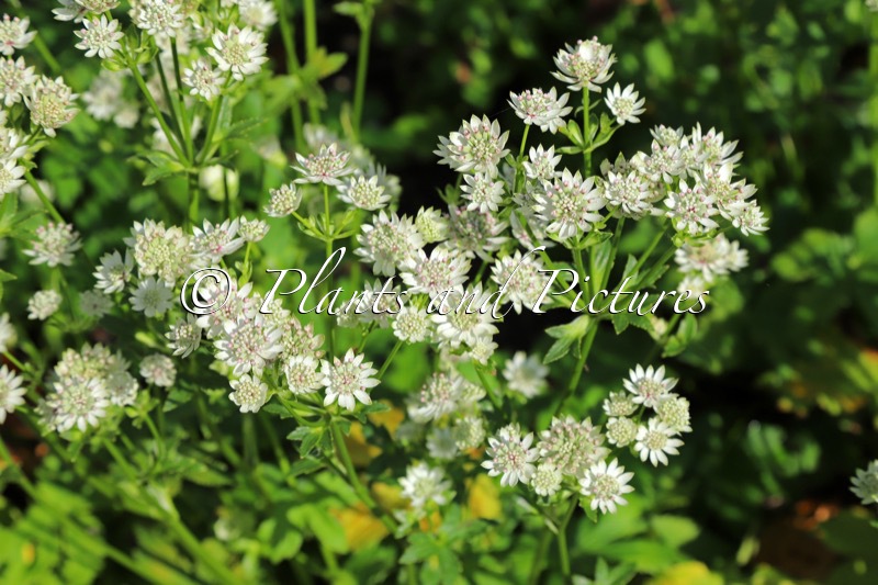 Astrantia major ‘Star of Billion’