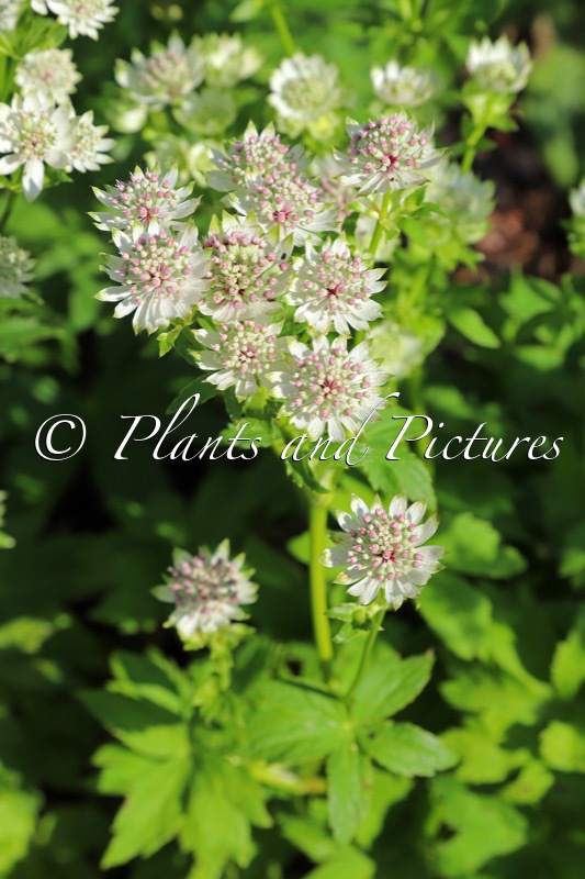 Astrantia major ‘Star of Billion’