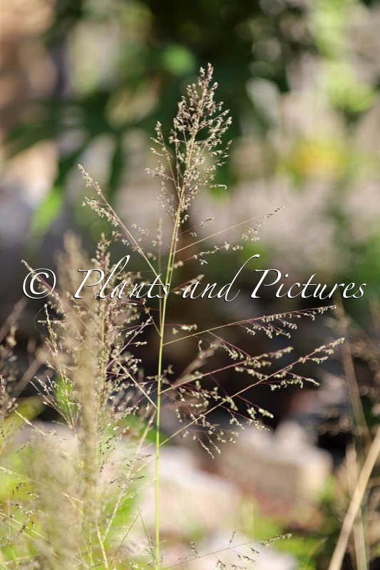 Sporobolus airoides ‘Delicatesse’ (JS DELICATESSE)