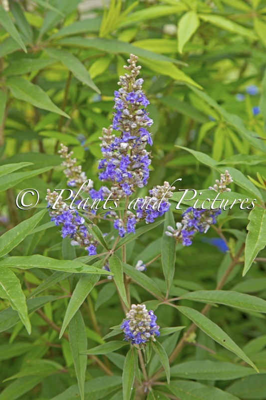 Vitex agnus-castus ‘Piivac-I’ (DELTA BLUES)
